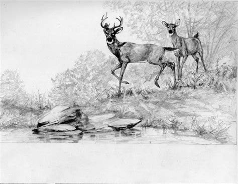 how to sketch a deer: the art of capturing nature's grace in ink